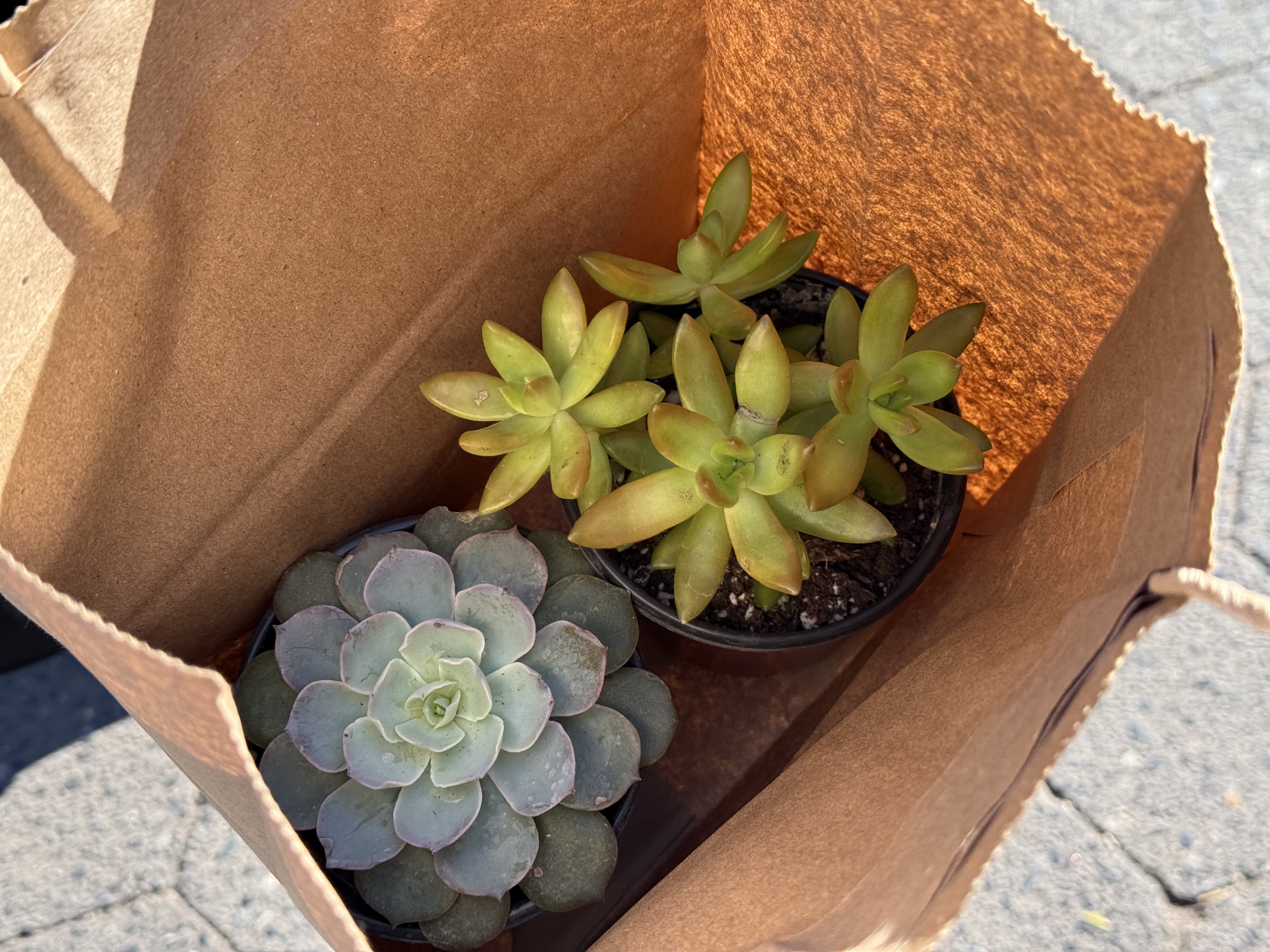 Enclosure plant reference